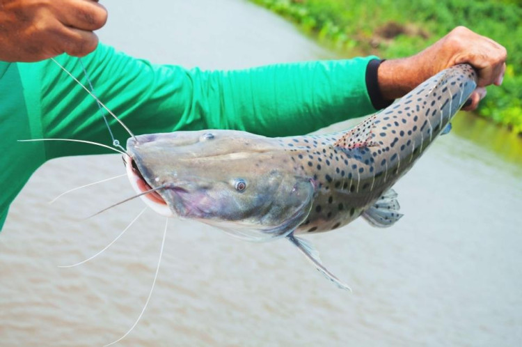 Pesca do pintado é proibida em todo o país e segmento de MT questiona: “Não tem estudo científico”