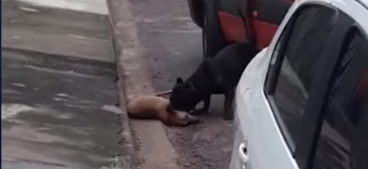 Pitbull ataca e mata cães próximo a escola 06 de agosto em Pontes e Lacerda