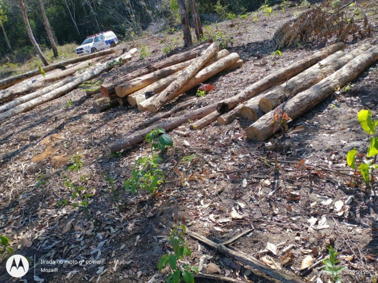 Polícia Civil apreende toras de madeira em operação de combate a crime ambiental em Comodoro