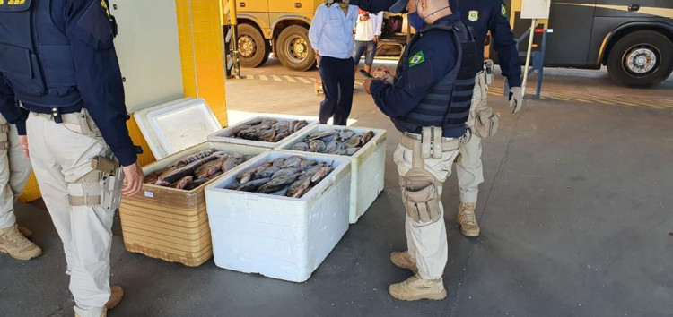 PRF apreende quase 400 kg de peixe sem NF na BR 174
