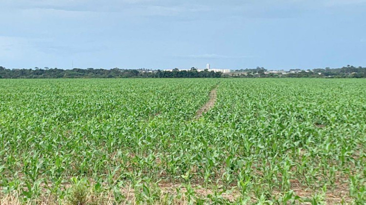 Produtores em Mato Grosso negociam 40% da safra atual de milho, constata instituto